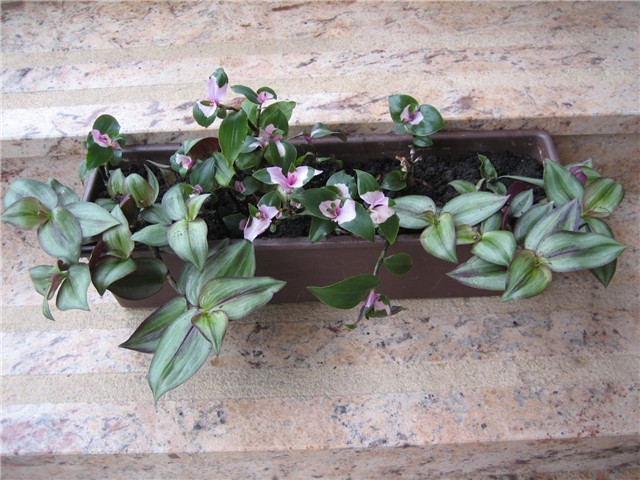 Kombinacija Tradescantia